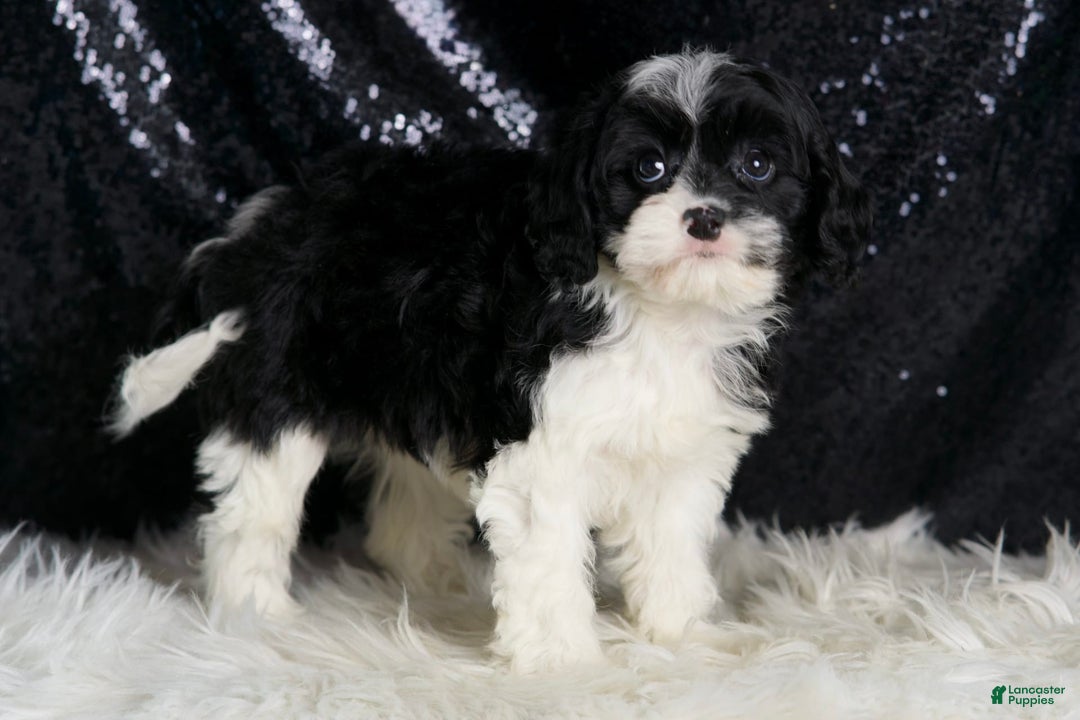 Cavapoo dogs for sale: Cleopatra - Image 7