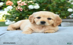 Miniature Golden Retriever dogs for sale: Sasha - Image 1