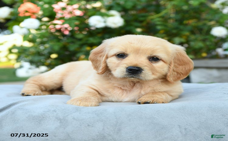 Miniature Golden Retriever dogs for sale - Ad 4