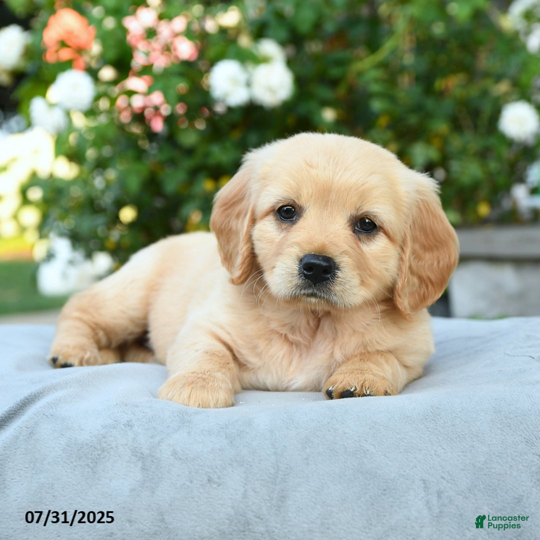 Miniature Golden Retriever dogs for sale: Sasha - Image 1