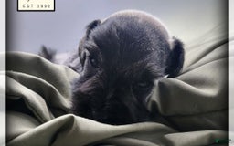 Miniature Schnauzer dogs for sale: Walter - Image 16