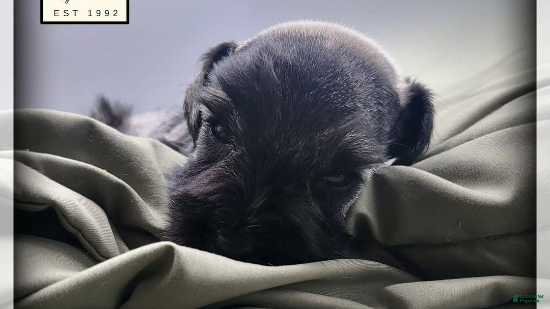 Miniature Schnauzer dogs for sale: Walter - Image 16