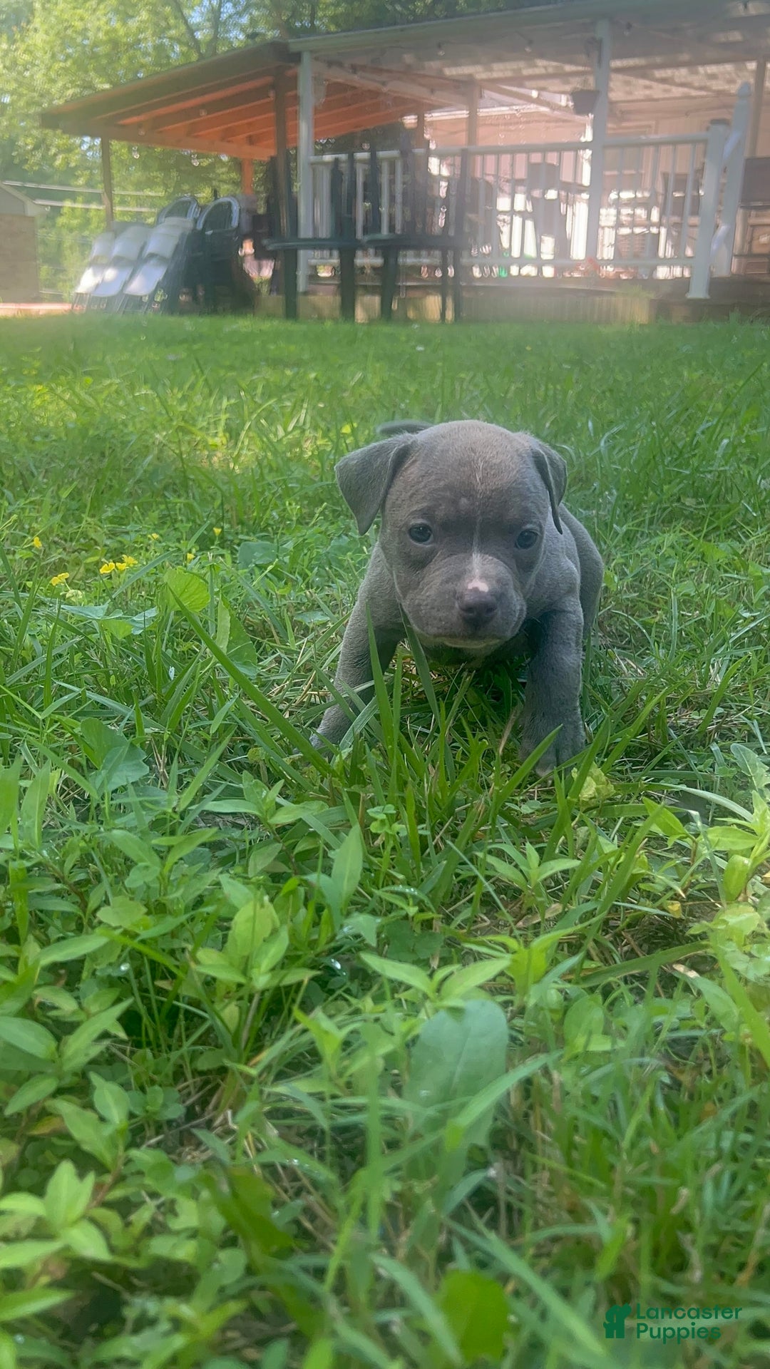 American Bully dogs for sale: Cleo - Image 3
