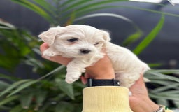 Maltipoo dogs for sale: Max - Image 2