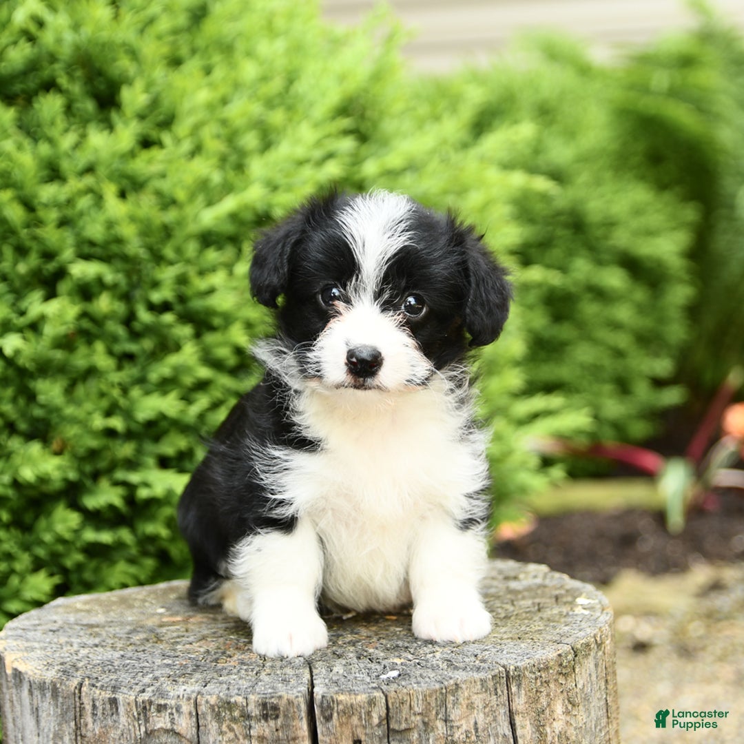 Corgipoo dogs for sale: Jack - Image 2