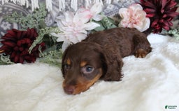 Miniature Dachshund dogs for sale: Gilbert - Image 8