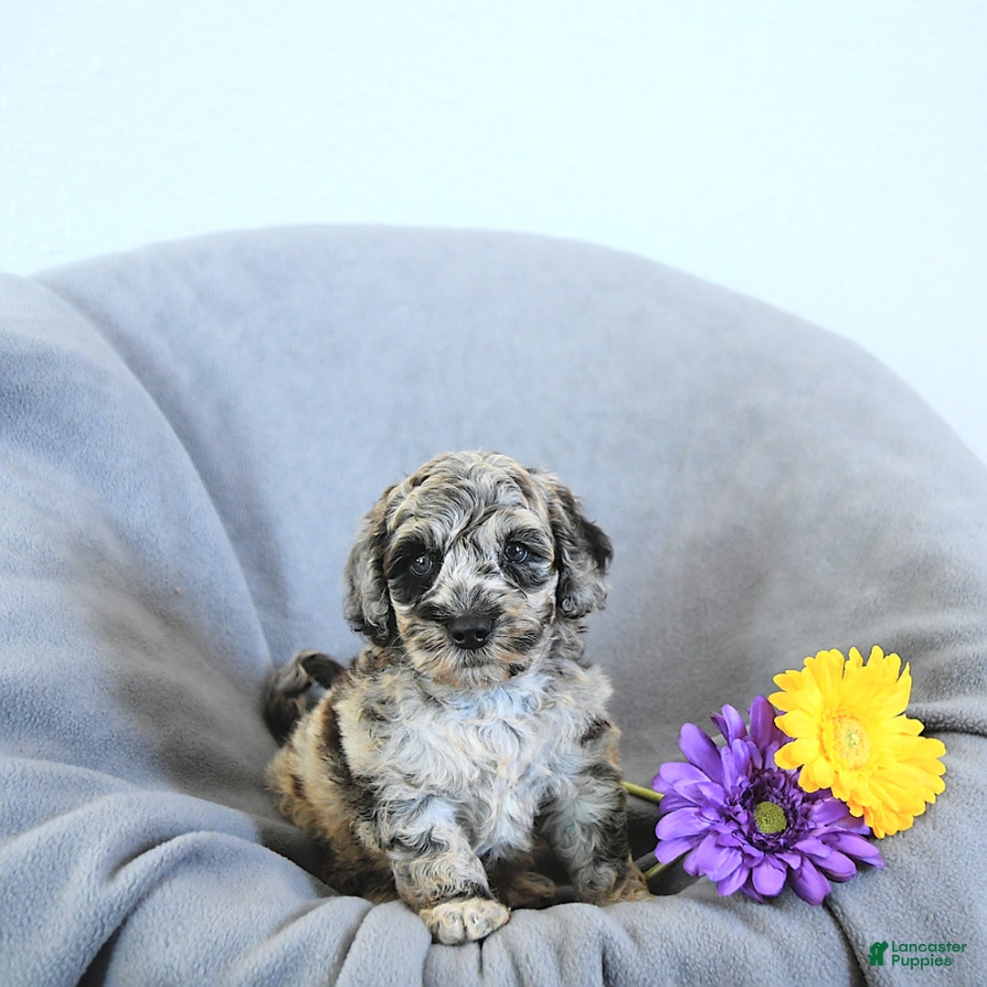 Mini Goldendoodle dogs for sale: Lucky - Image 1