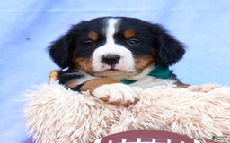 Bernese Mountain Dog dogs for sale: Snoopy - Image 20