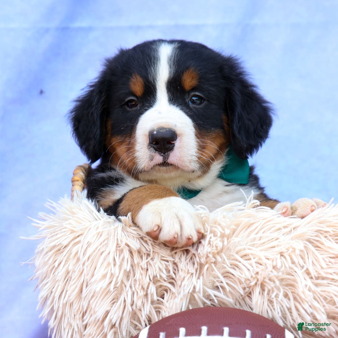 Bernese Mountain Dog dogs for sale: Snoopy - Image 20