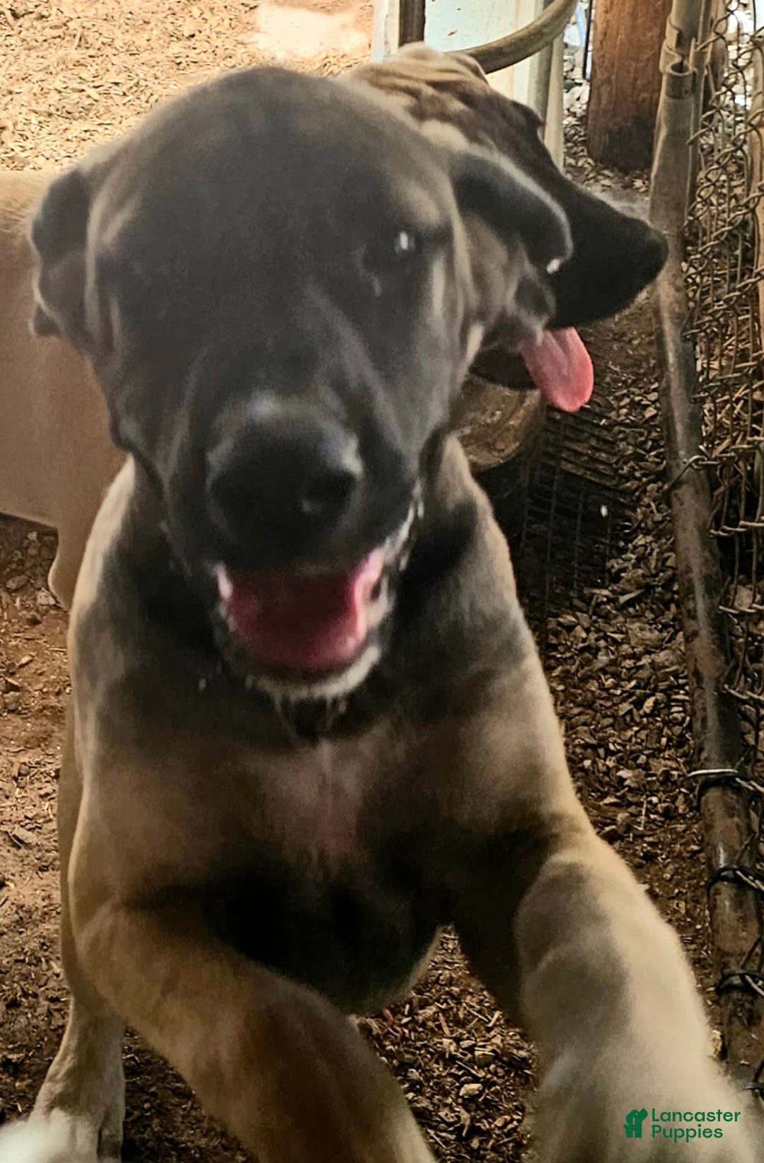 English Mastiff dogs for sale: Angel - Image 3