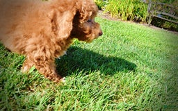 Havapoo dogs for sale: Ginger - Image 5