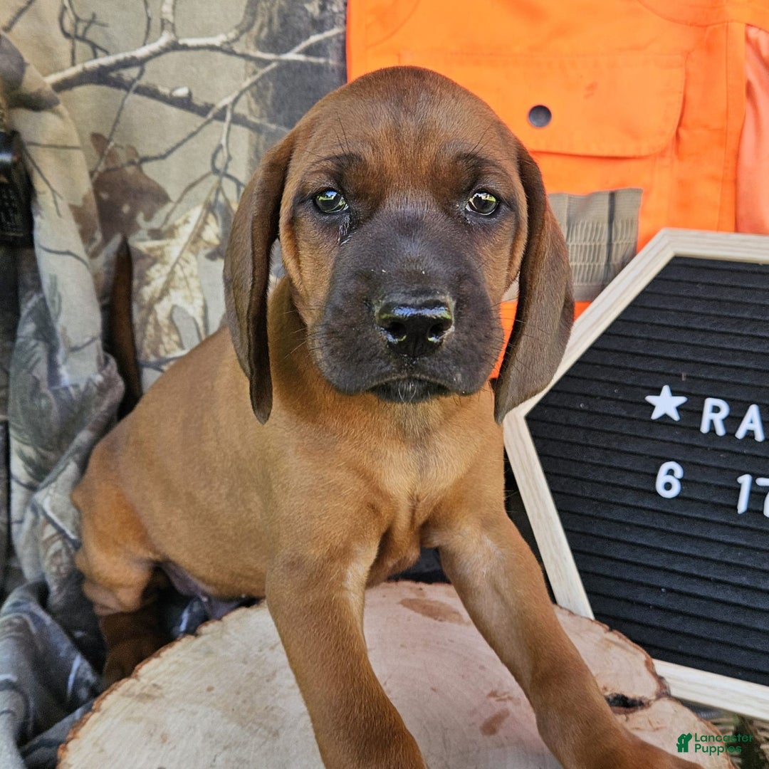 Redbone Coonhound dogs for sale: Raven - Image 1