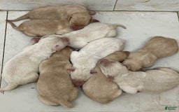Labrador Retriever dogs for sale: Lenny - Image 2