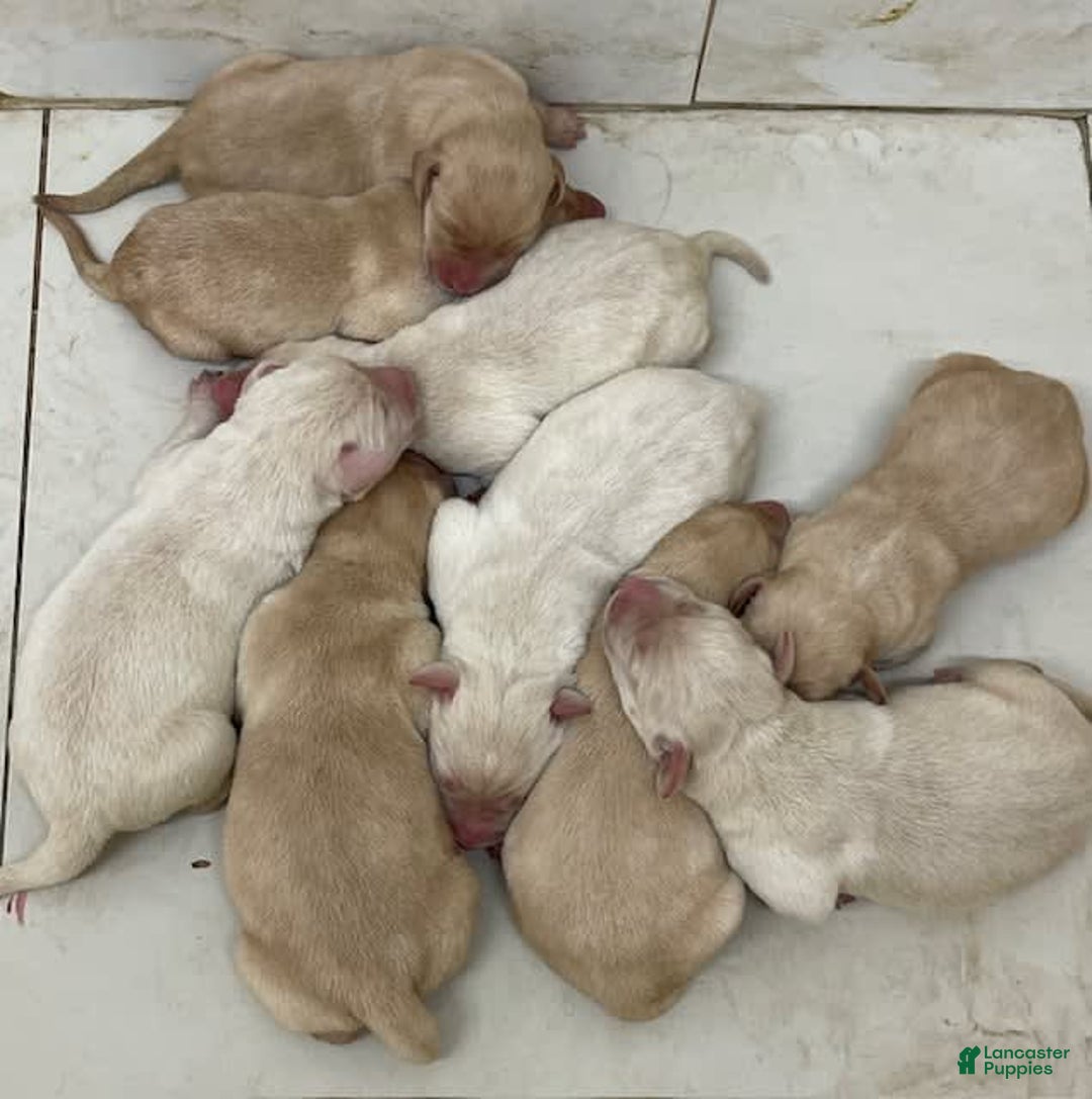 Labrador Retriever dogs for sale: Lenny - Image 2