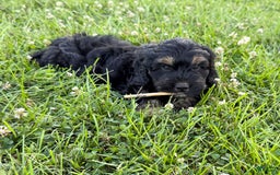 Cockapoo dogs for sale: Diva - Image 4