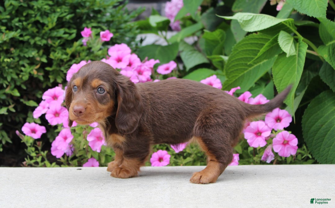 Dachshund dogs for sale: Princess - Image 7