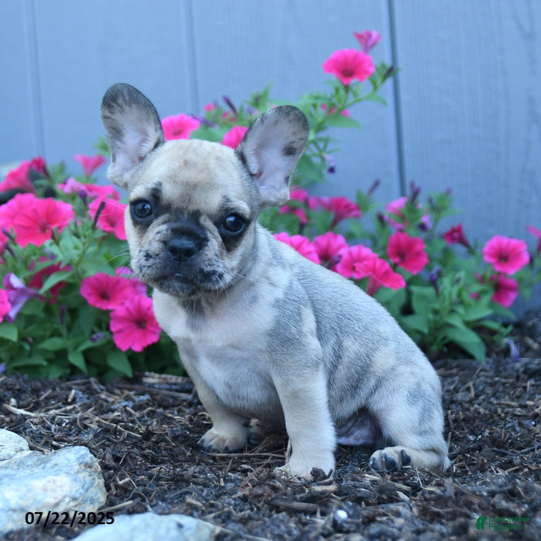 French Bulldog dogs for sale: London - Image 4