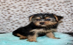 Yorkshire Terrier dogs for sale: Samson - Image 4