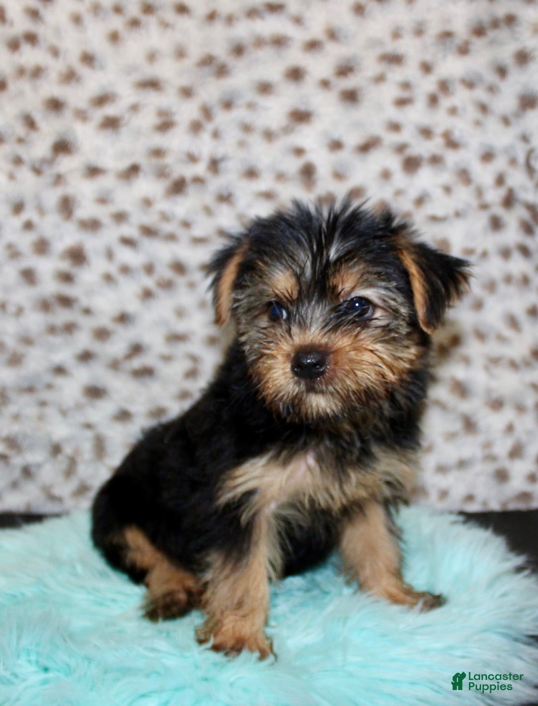 Yorkshire Terrier dogs for sale: Samson - Image 4