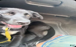 Siberian Husky dogs for sale: Dice - Image 1