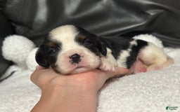 Cavalier King Charles Spaniel dogs for sale: Harlen - Image 10