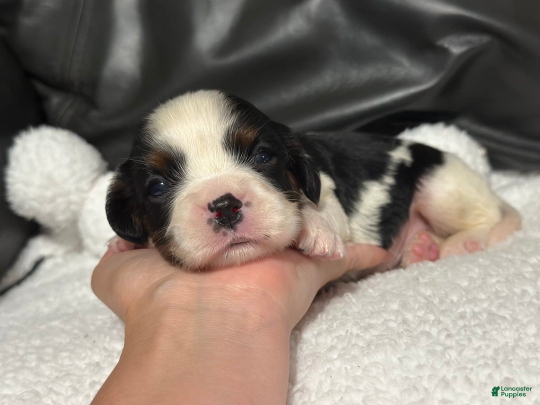 Cavalier King Charles Spaniel dogs for sale: Harlen - Image 10