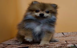 Pomeranian dogs for sale: Ricky - Image 9