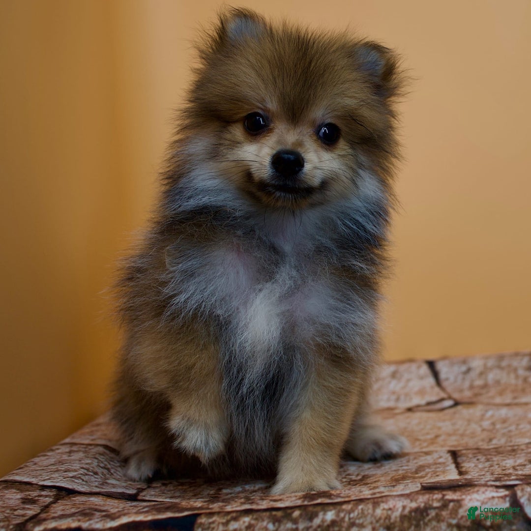 Pomeranian dogs for sale: Ricky - Image 9