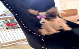 Yorkshire Terrier dogs for sale: Patrick Starr - Image 39