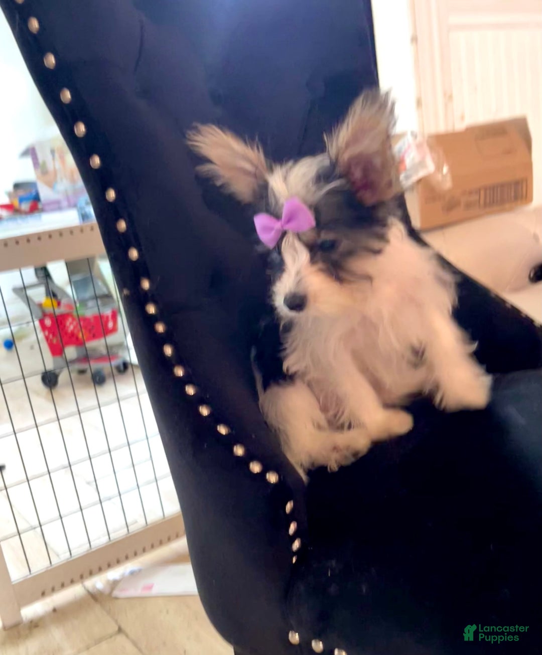 Yorkshire Terrier dogs for sale: Patrick Starr - Image 39