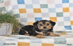Yorkshire Terrier dogs for sale: Trixie - Image 2