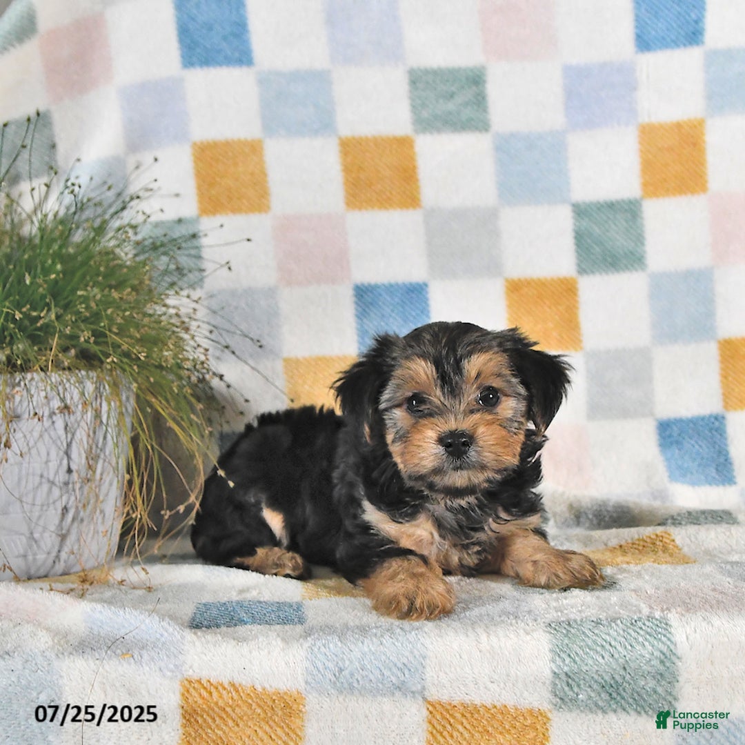 Yorkshire Terrier dogs for sale: Trixie - Image 2