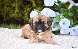 Cavapoo dogs for sale: Marina - Image 1