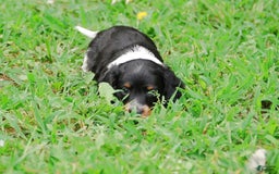 Dachshund dogs for sale: Akc Prince - Image 2