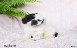Miniature Poodle dogs for sale: Haven - Image 2