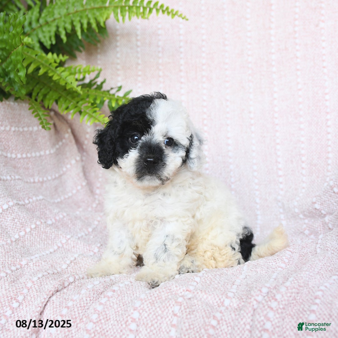 Miniature Poodle dogs for sale: Haven - Image 2