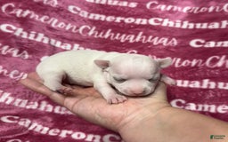 Chihuahua dogs for sale: Sophia Short Coat - Image 2
