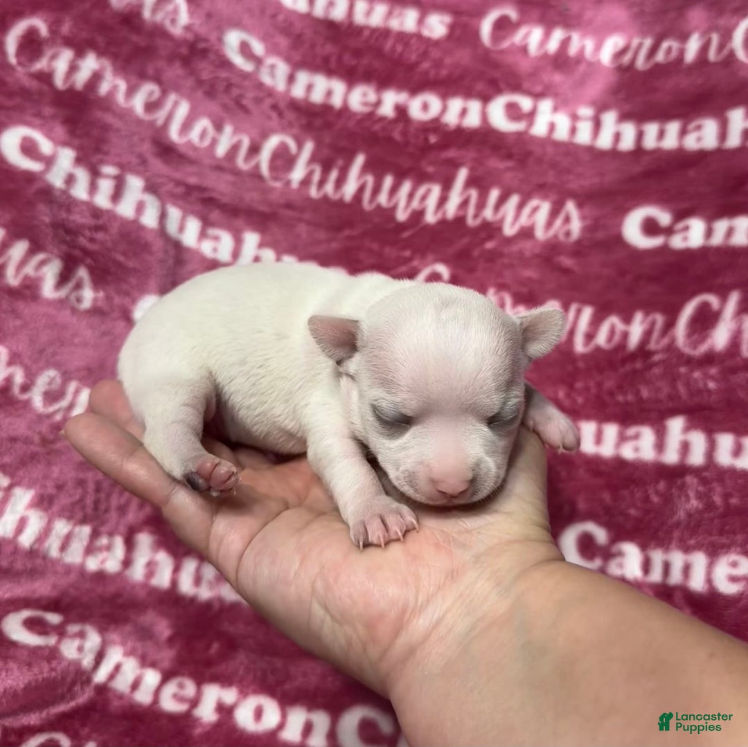 Chihuahua dogs for sale: Sophia Short Coat - Image 2