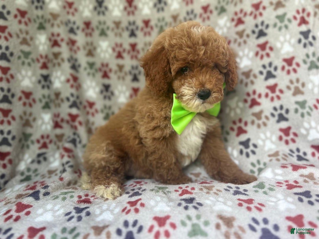 Cockapoo dogs for sale: Ridge - Image 2