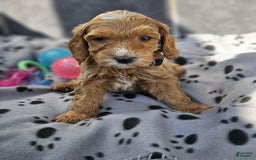 Cockapoo dogs for sale: Billy - Image 1