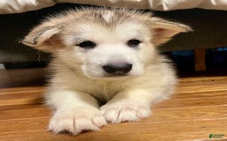 Alaskan Malamute dogs for sale: Yukon - Image 7