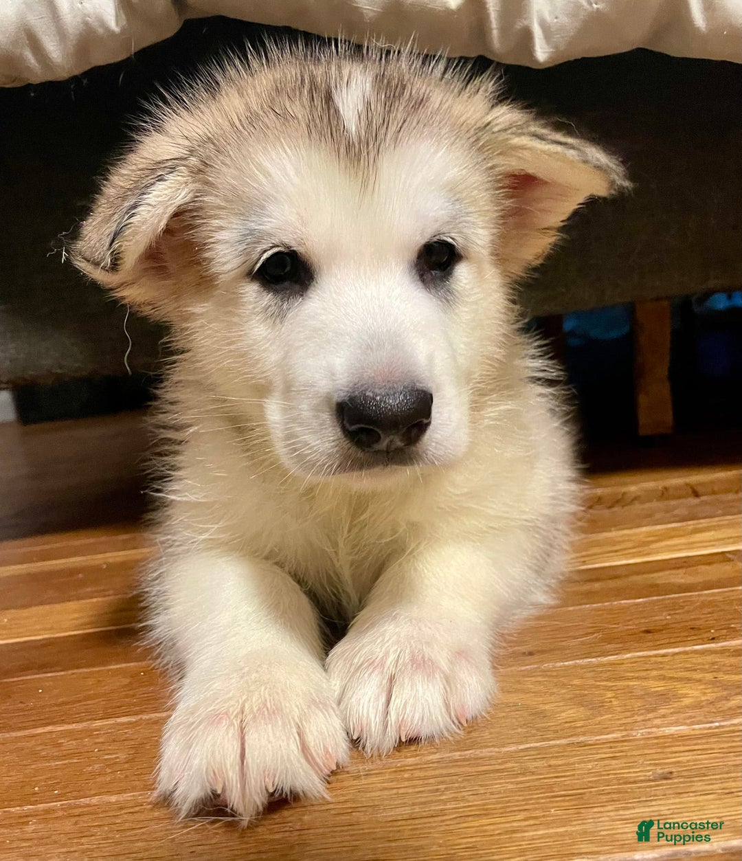 Alaskan Malamute dogs for sale: Yukon - Image 7