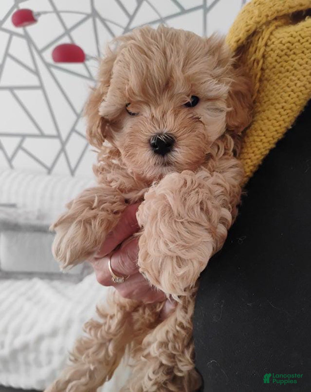 Maltipoo dogs for sale: Orion - Image 1