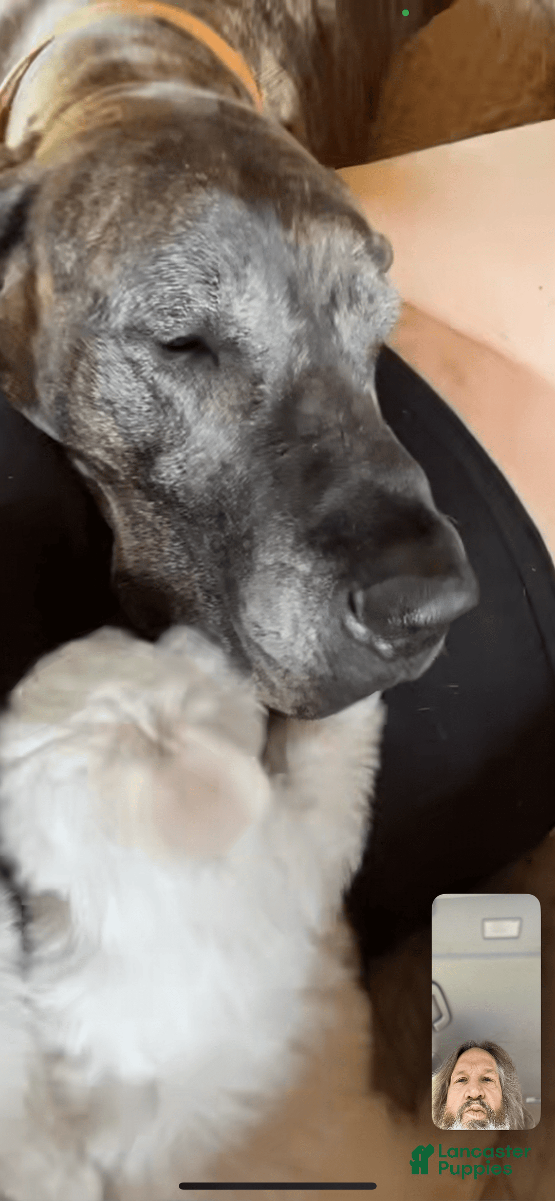 Maltese dogs for sale: Tutie - Image 10
