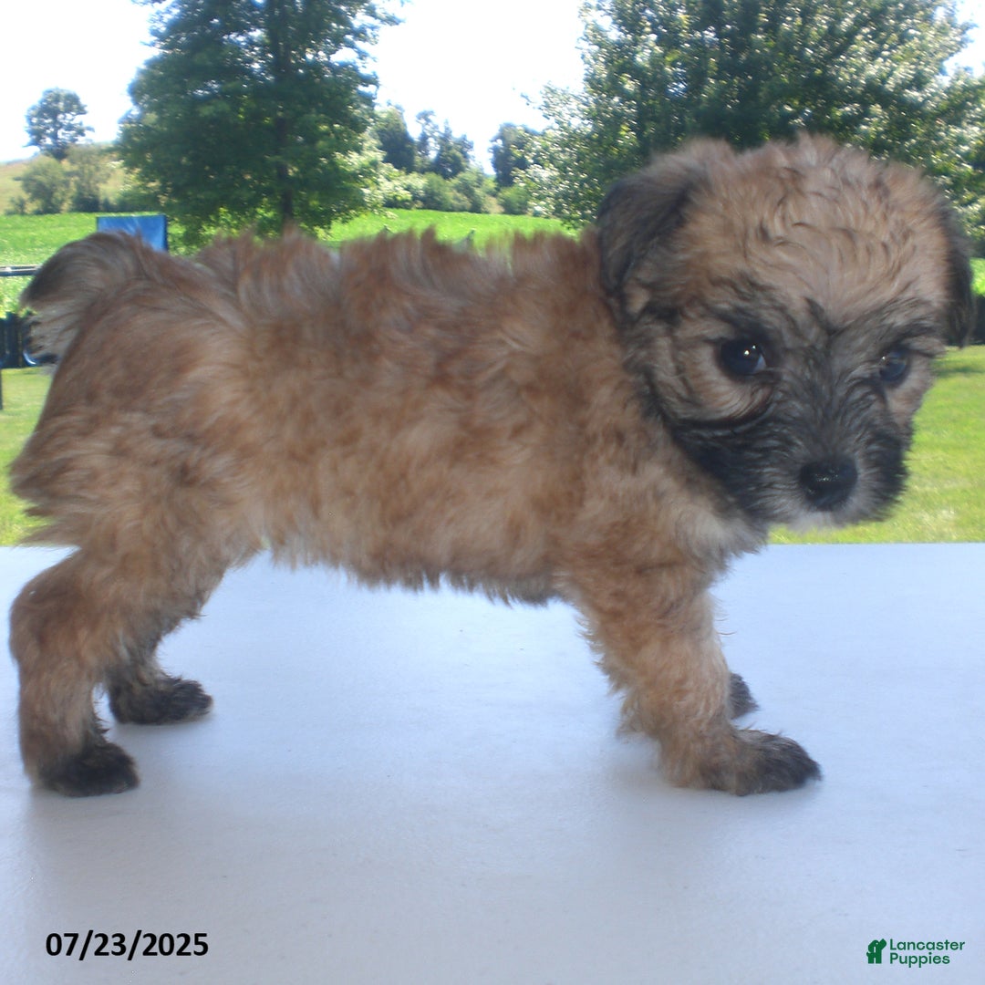 Yorkiepoo dogs for sale: Sally - Image 15
