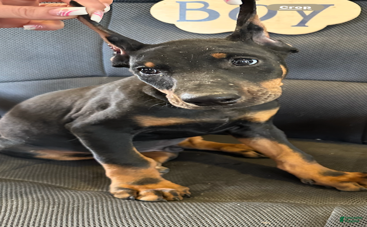 Doberman Pinscher dogs for sale - Ad 3