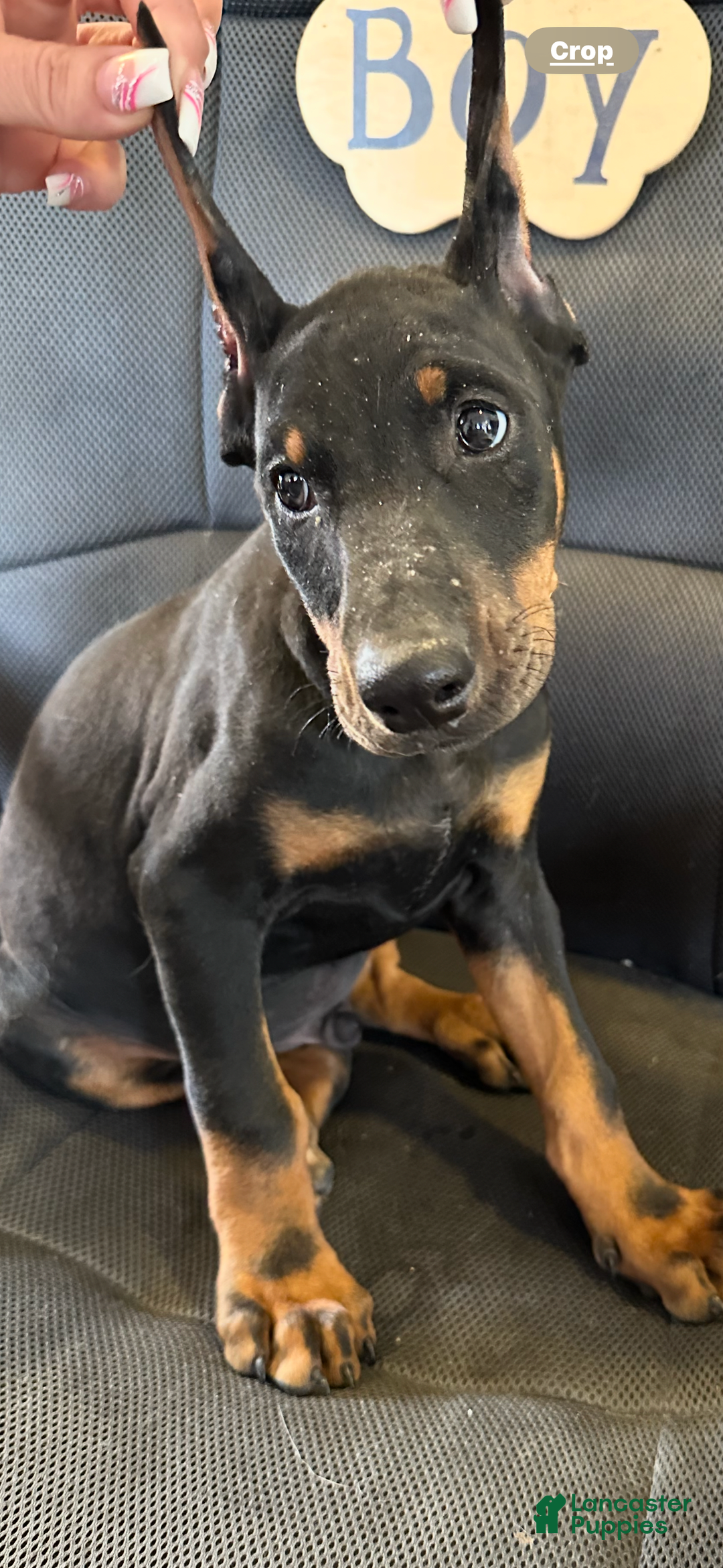 Doberman Pinscher dogs for sale: ATLAS - Image 4