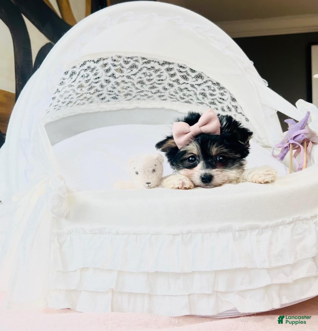 Yorkshire Terrier dogs for sale: Tina - Image 3