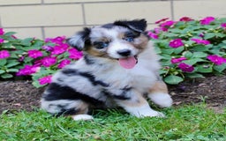Miniature Australian Shepherd dogs for sale: Fiona - Image 8