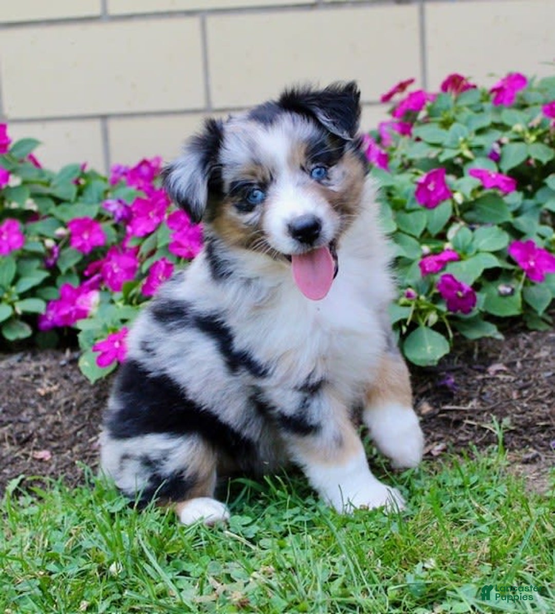 Miniature Australian Shepherd dogs for sale: Fiona - Image 8